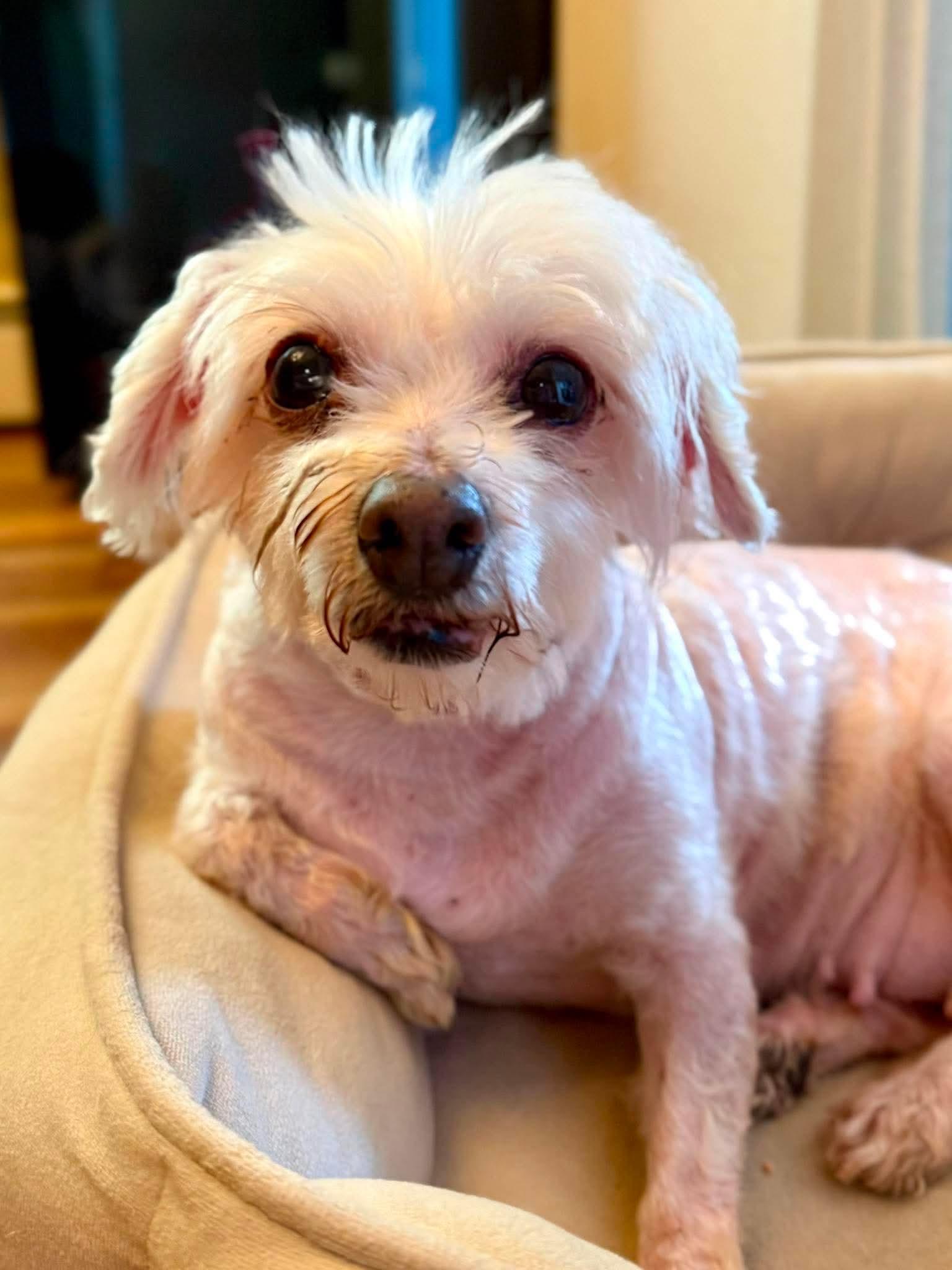 Trinket, a ADOPTABLE Mixed Breed in Rochester , NY image 3/4