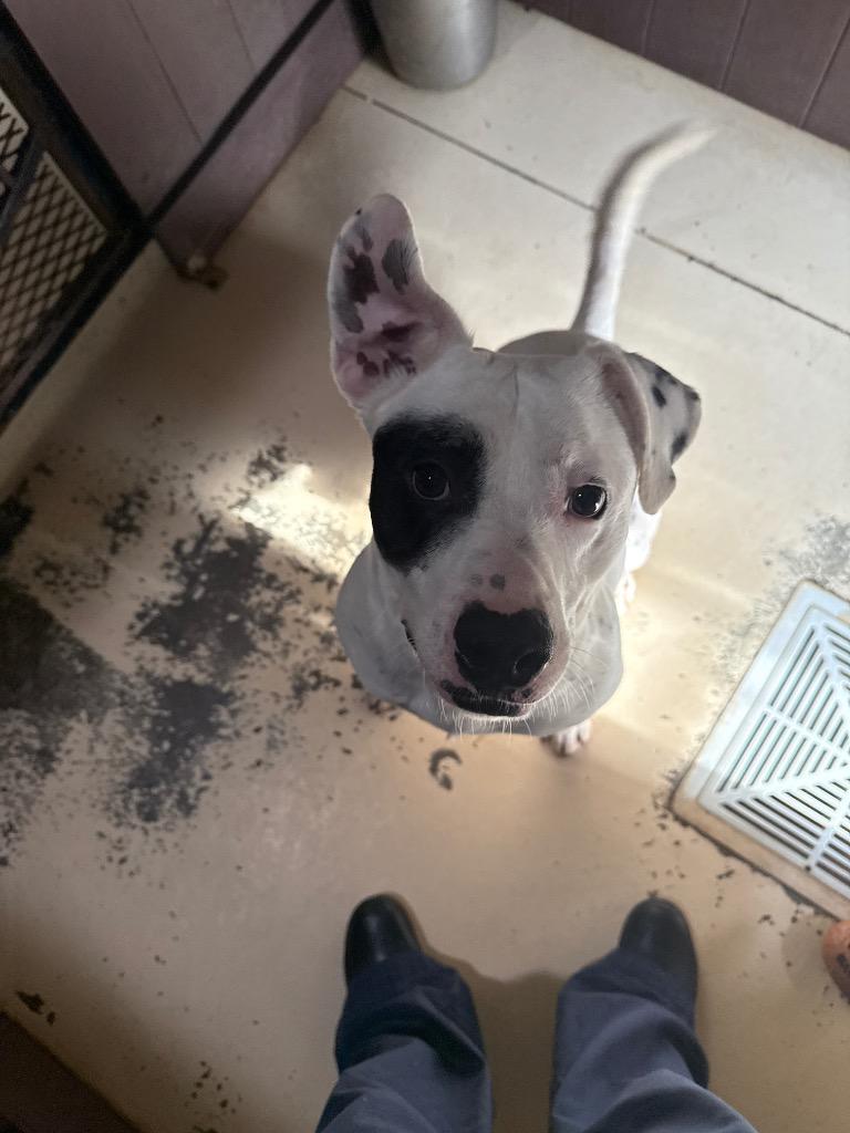 MYSTERY MAN (NEUTERED), Adoptable, Adult Male American Bulldog.