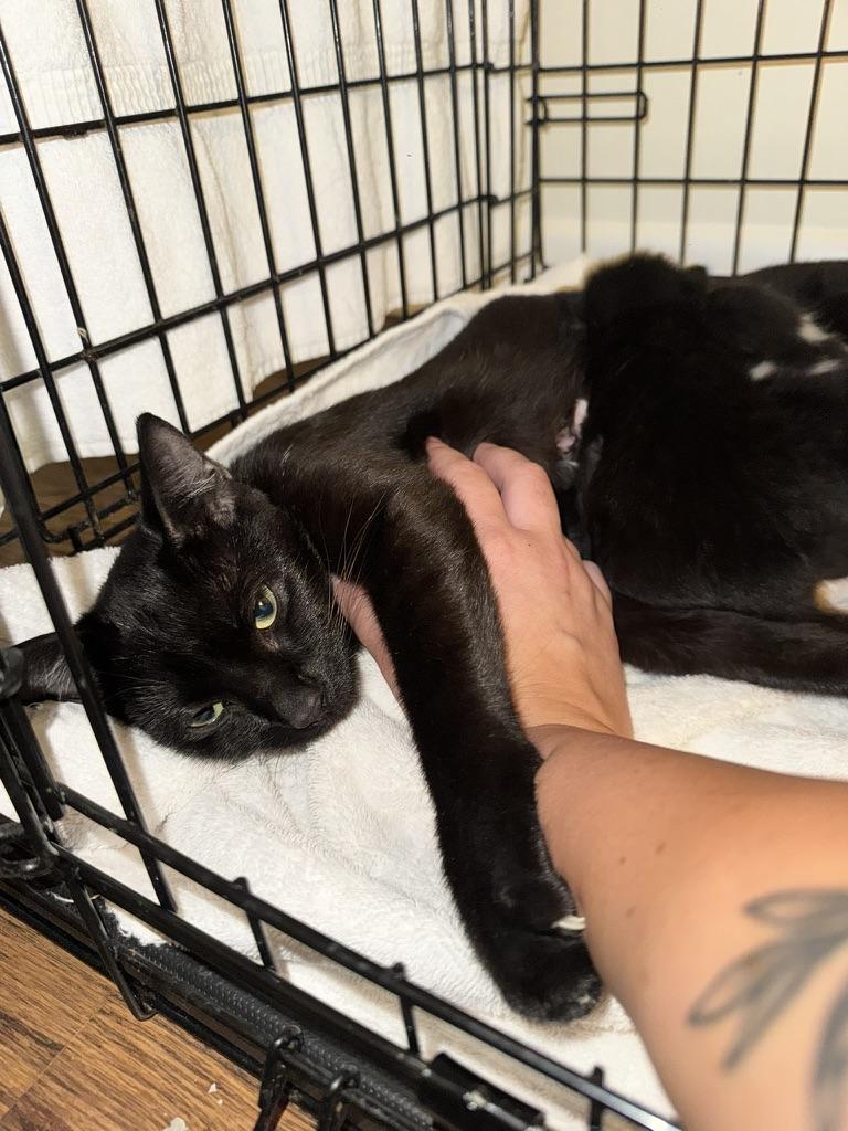 Enlarge Luna, a Adoptable Domestic Short Hair in Stockbridge, GA image 3/4