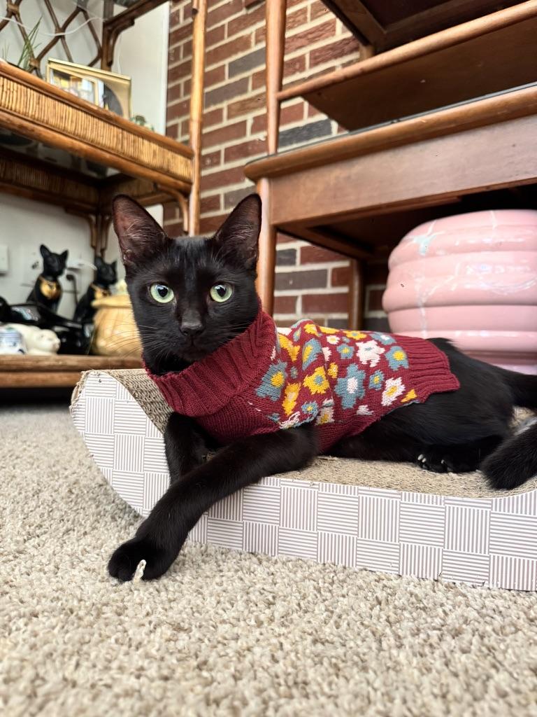 Luna photo