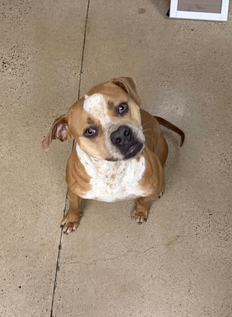 Bubba, a Adoptable Staffordshire Bull Terrier in Missouri City, TX image 1/5