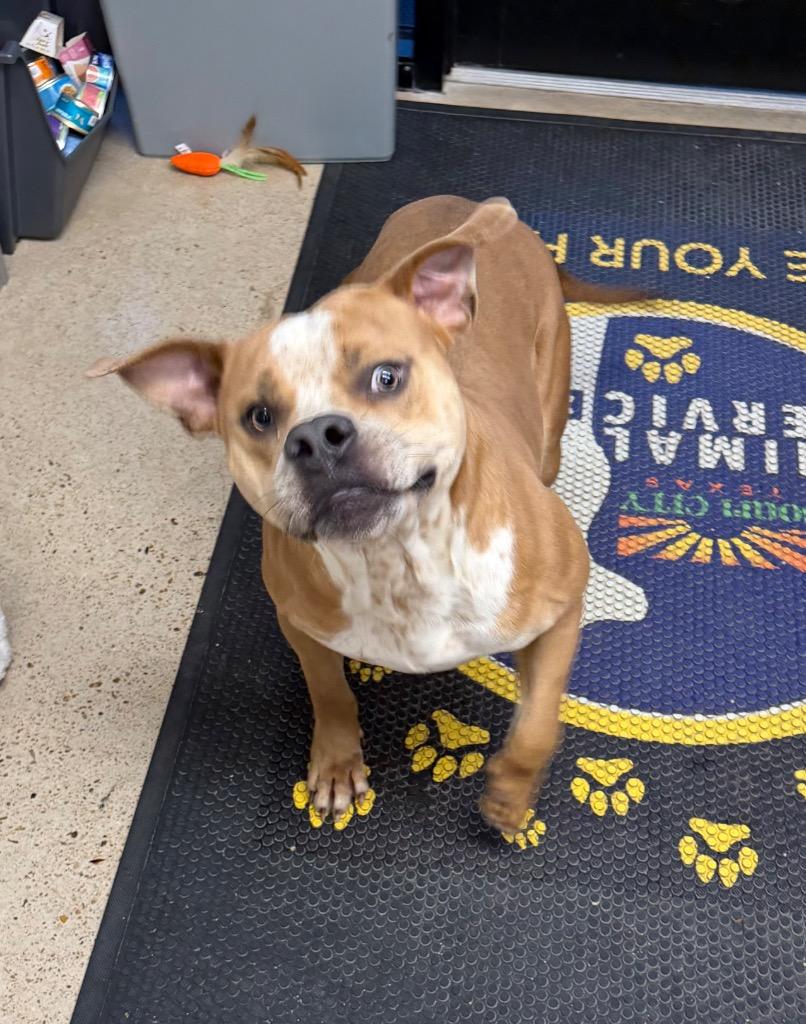 Bubba, a Adoptable Staffordshire Bull Terrier in Missouri City, TX image 2/5