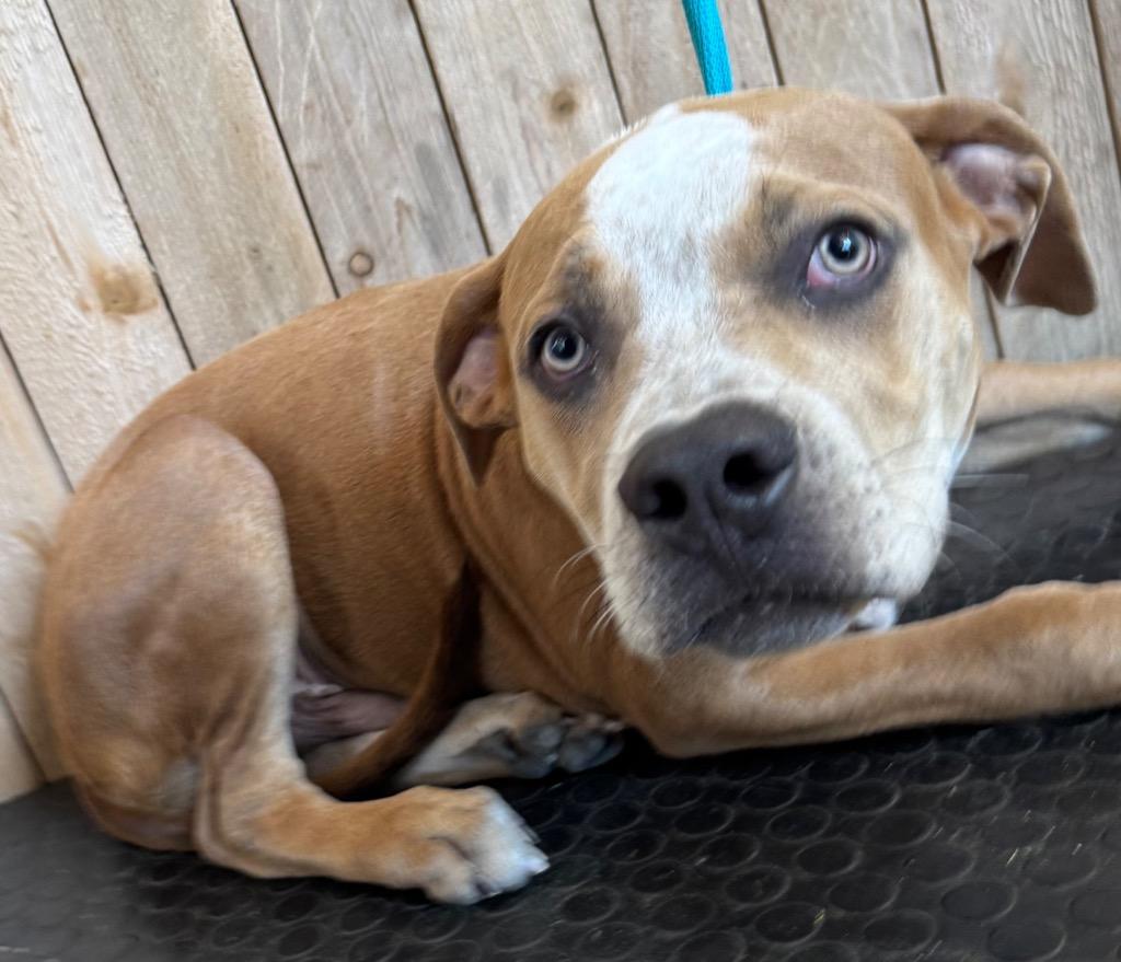Bubba, a Adoptable Staffordshire Bull Terrier in Missouri City, TX image 3/5