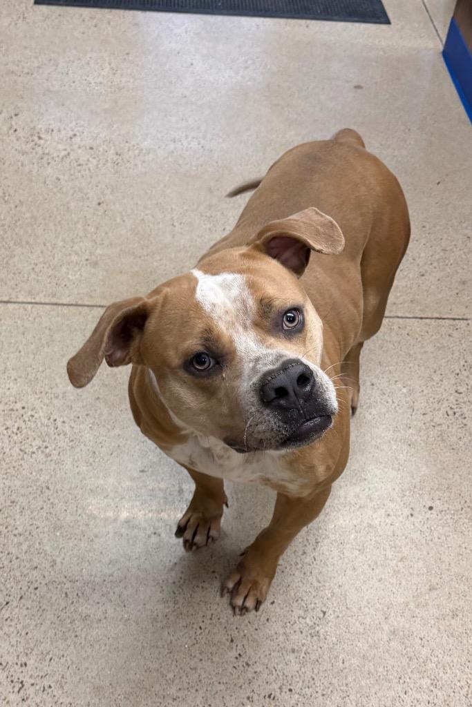 Bubba, a Adoptable Staffordshire Bull Terrier in Missouri City, TX image 4/5