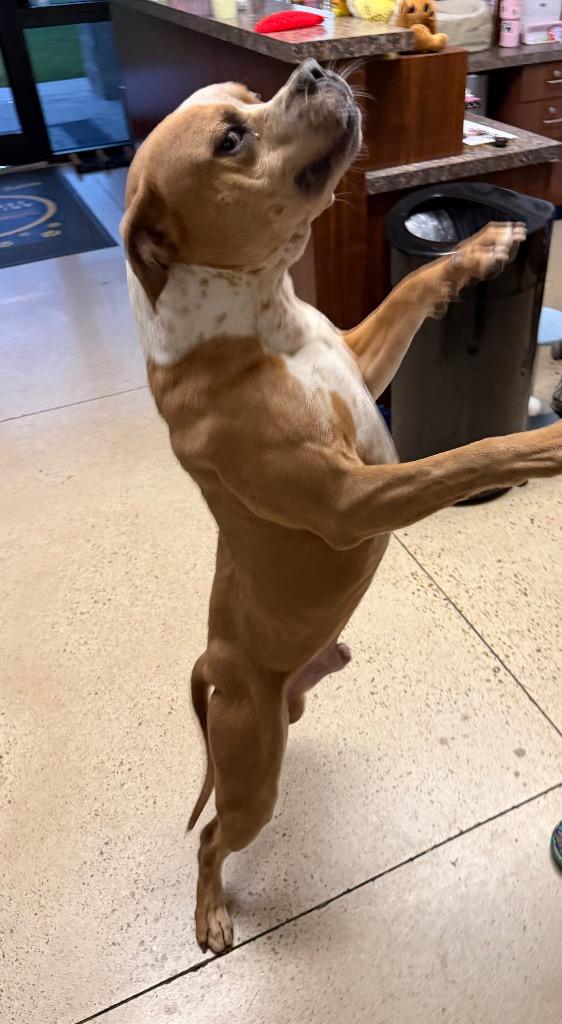 Bubba, a Adoptable Staffordshire Bull Terrier in Missouri City, TX image 5/5