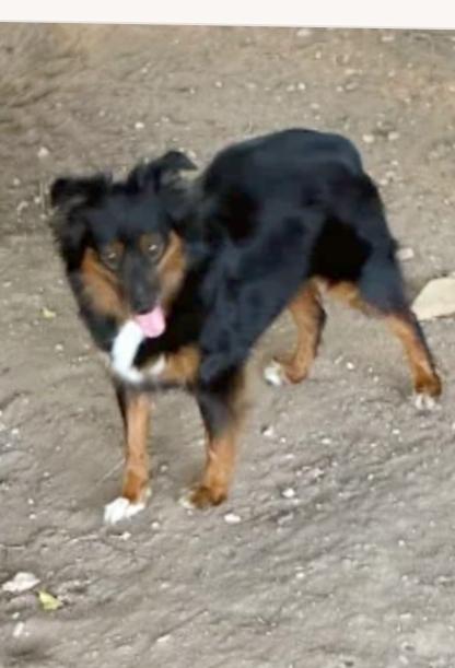 Enlarge Joy, a ADOPTABLE Australian Shepherd in Boulder, CO image 3/3