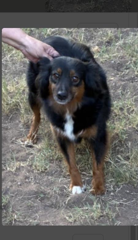 Enlarge Joy, a ADOPTABLE Australian Shepherd in Boulder, CO image 2/3