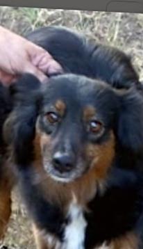 Joy, ADOPTABLE, Young Female Australian Shepherd.