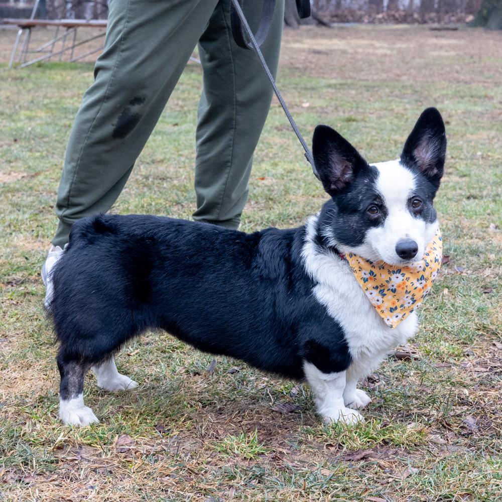 Enlarge Cookie  (Female)   Avail  3/7  per vicki have adoption pending, an adopted Pembroke Welsh Corgi in West Grove, PA image 2/6