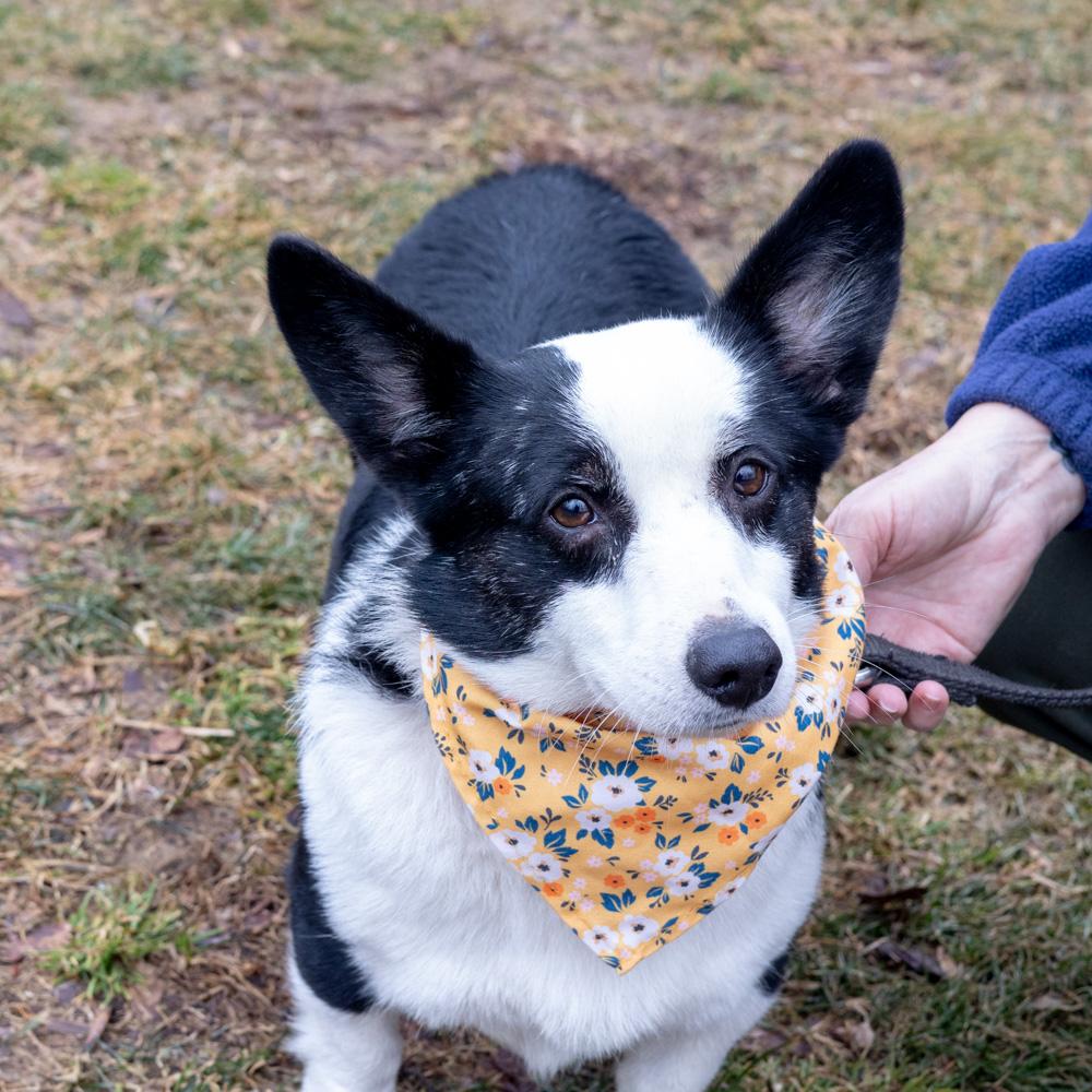 Enlarge Cookie  (Female)   Avail  3/7  per vicki have adoption pending, an adopted Pembroke Welsh Corgi in West Grove, PA image 4/6