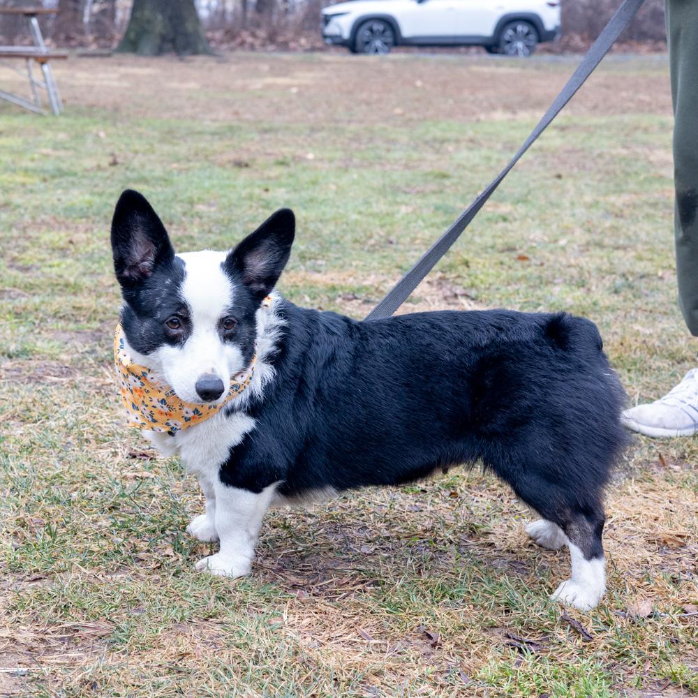 Enlarge Cookie  (Female)   Avail  3/7  per vicki have adoption pending, an adopted Pembroke Welsh Corgi in West Grove, PA image 5/6