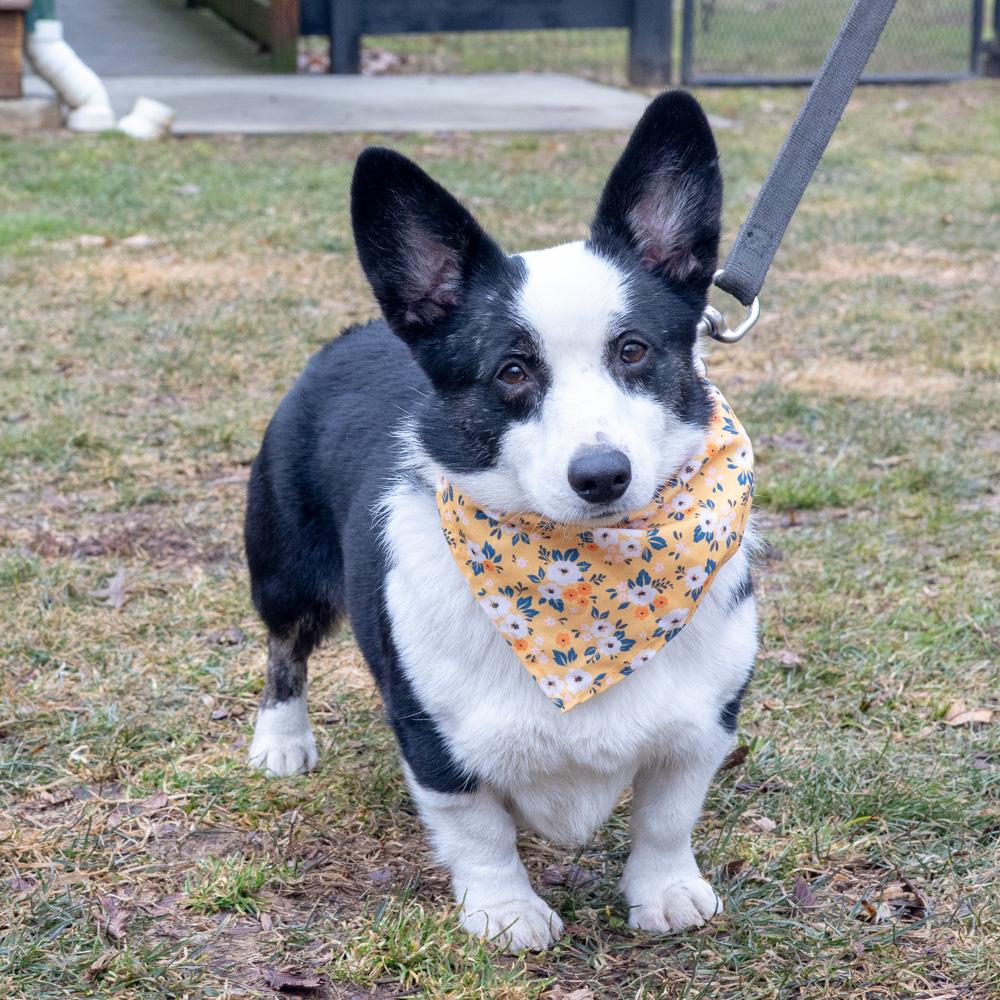 Enlarge Cookie  (Female)   Avail  3/7  per vicki have adoption pending, an adopted Pembroke Welsh Corgi in West Grove, PA image 1/6