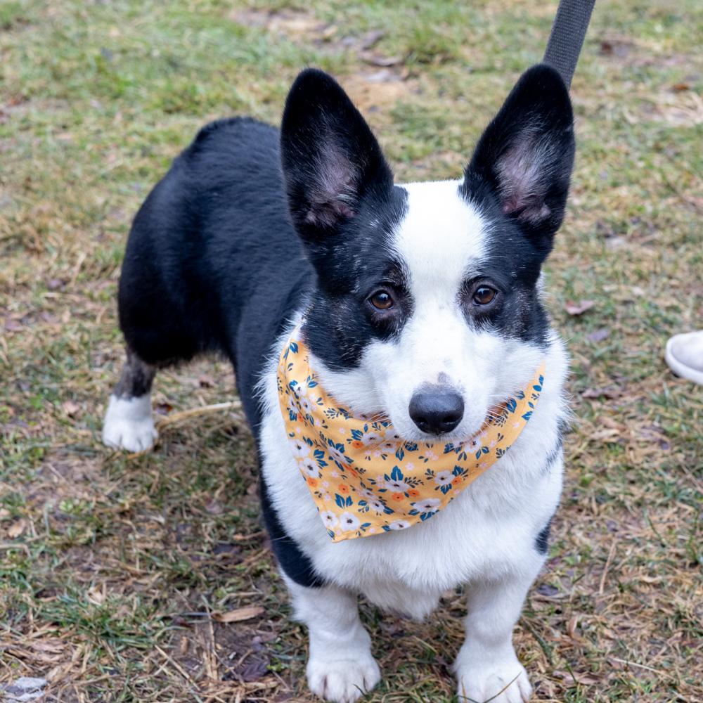 Enlarge Cookie  (Female)   Avail  3/7  per vicki have adoption pending, an adopted Pembroke Welsh Corgi in West Grove, PA image 6/6