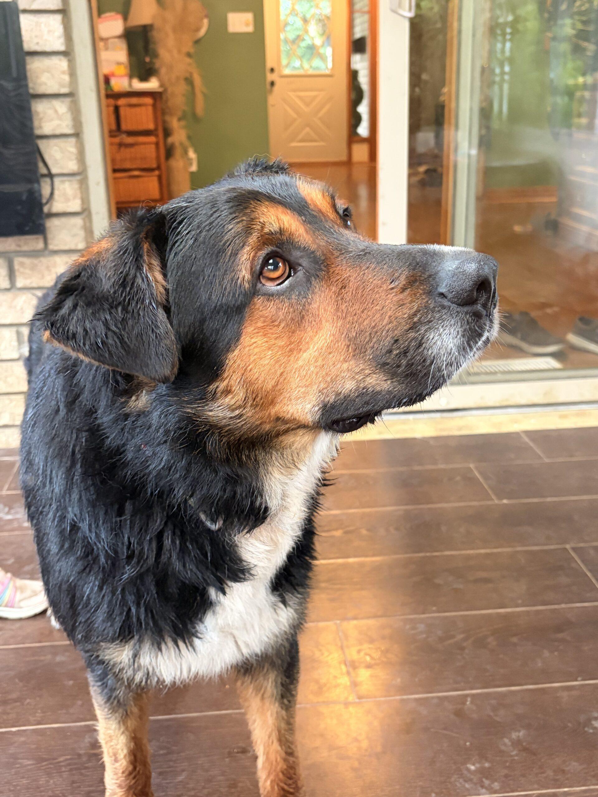 Rosco, Adoptable, Young Male Bernese Mountain Dog & German Shepherd Dog.