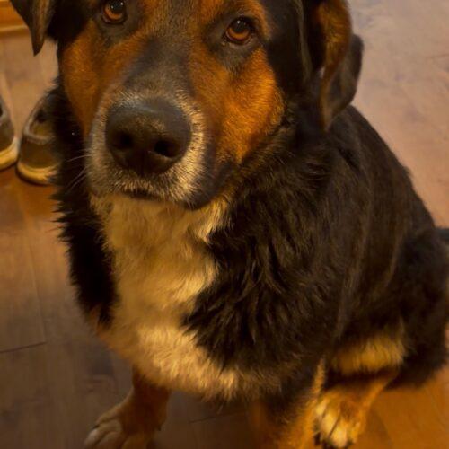 Rosco, a Adoptable mixed breed in Vienna, ON image 2/4