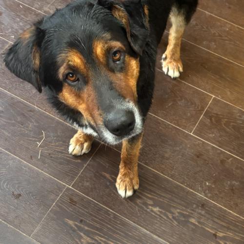 Rosco, a Adoptable mixed breed in Vienna, ON image 3/4