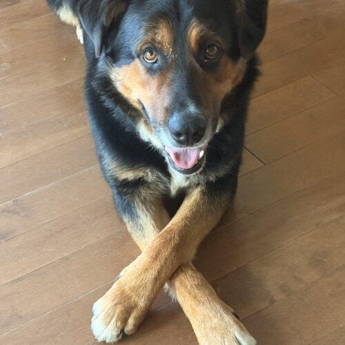 Rosco, a Adoptable mixed breed in Vienna, ON image 4/4