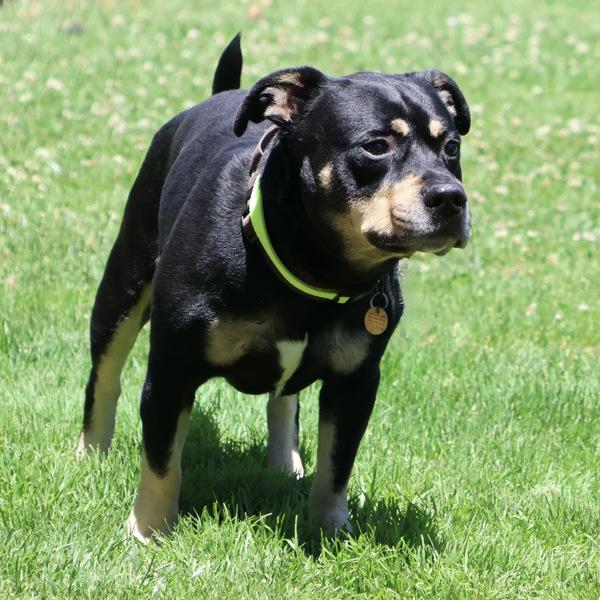 Enlarge Bodie, a Adoptable mixed breed in Oakland, CA image 1/1