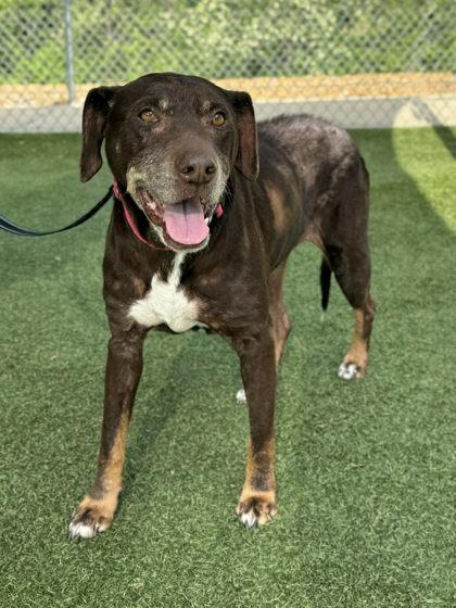 Enlarge Penelope, a Adoptable mixed breed in Gastonia, NC image 1/3