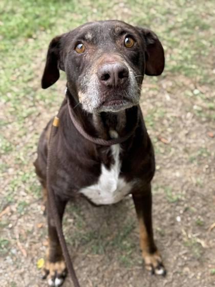 Enlarge Penelope, a Adoptable mixed breed in Gastonia, NC image 2/3