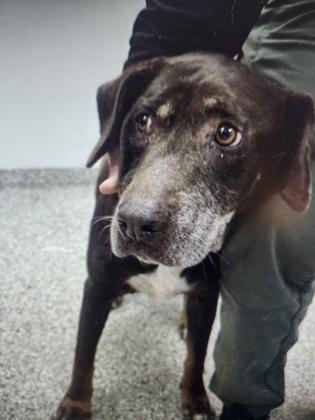Enlarge Penelope, a Adoptable mixed breed in Gastonia, NC image 3/3
