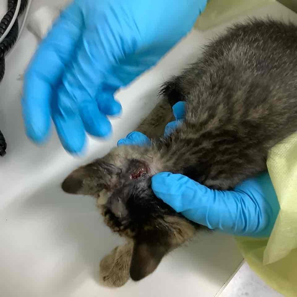 Enlarge LeBeau, a Adoptable Domestic Short Hair in Jacksonville, OR image 1/4