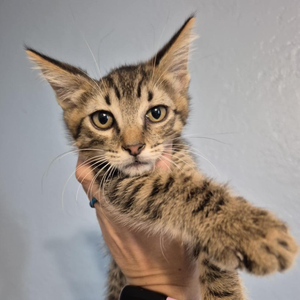 Enlarge LeBeau, a Adoptable Domestic Short Hair in Jacksonville, OR image 2/4