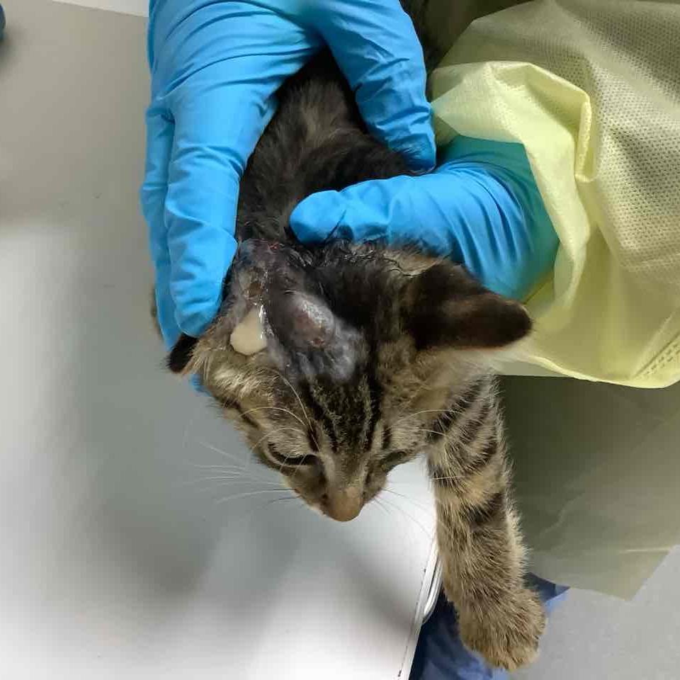 Enlarge LeBeau, a Adoptable Domestic Short Hair in Jacksonville, OR image 3/4