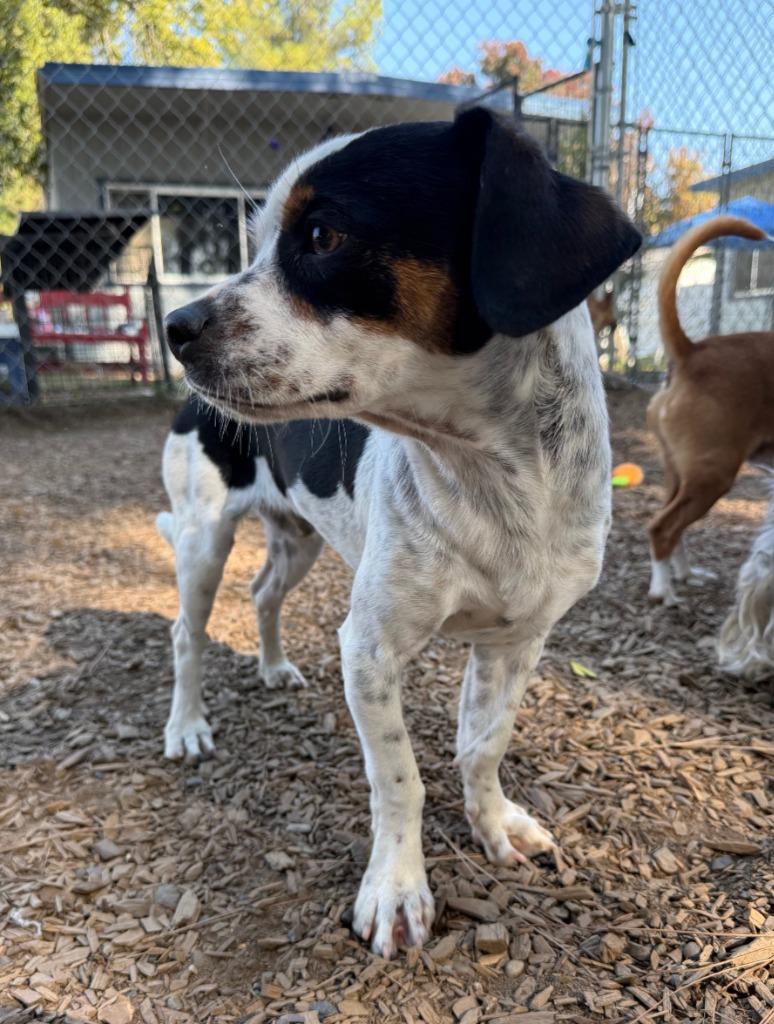Enlarge Nolan, a Adoptable mixed breed in Lemoore, CA image 1/3