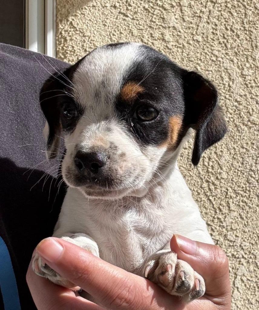 Enlarge Nolan, a Adoptable mixed breed in Lemoore, CA image 2/3