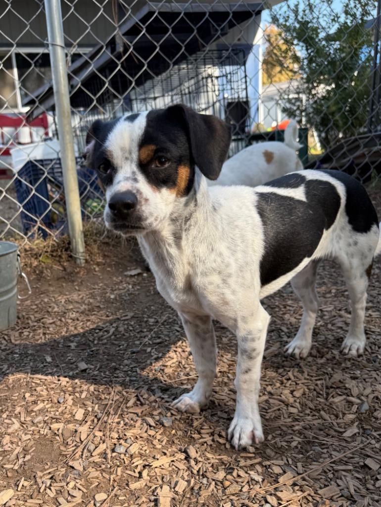Enlarge Nolan, a Adoptable mixed breed in Lemoore, CA image 3/3