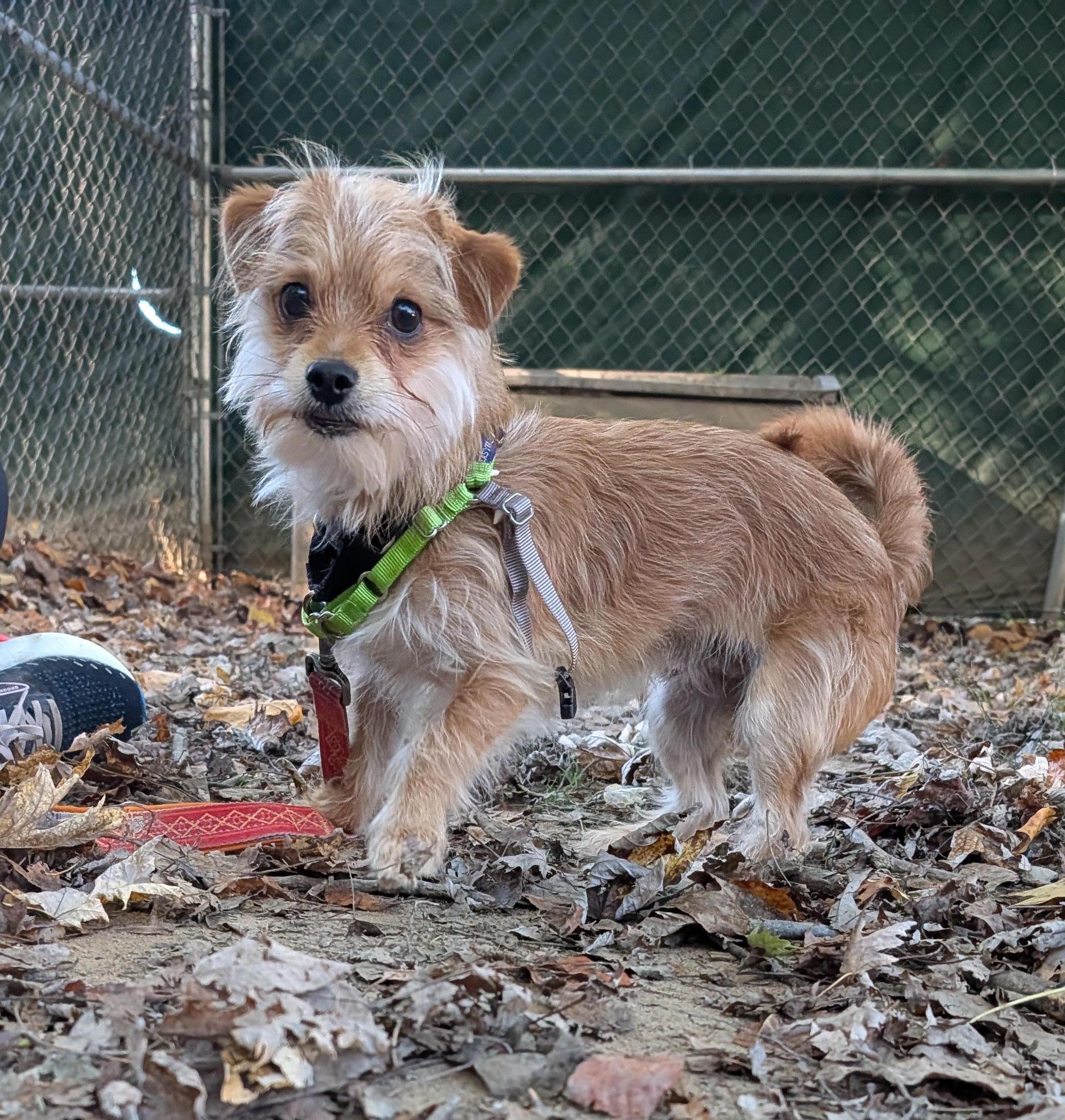 Norman, Adoptable, Young Male Yorkshire Terrier.