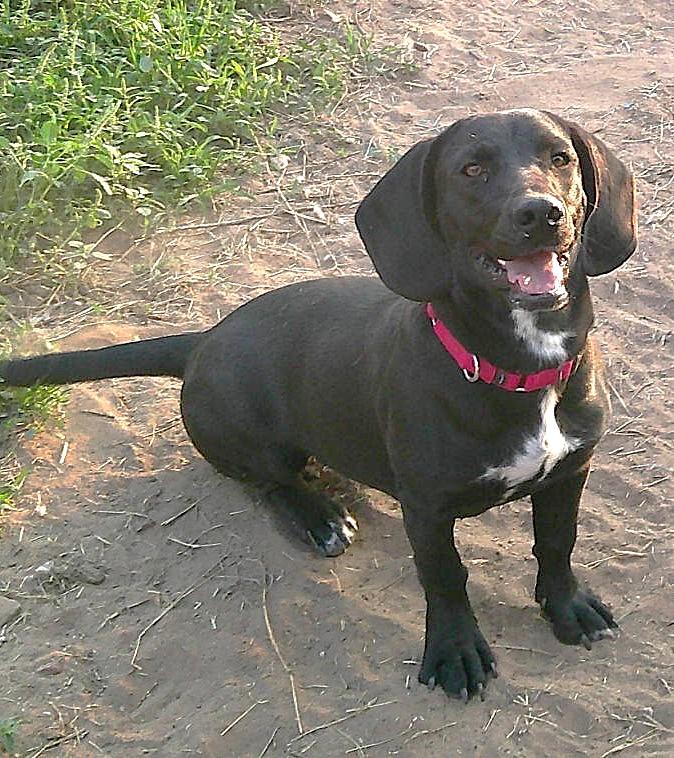 CLEO, ADOPTABLE, Adult Female Basset Hound.