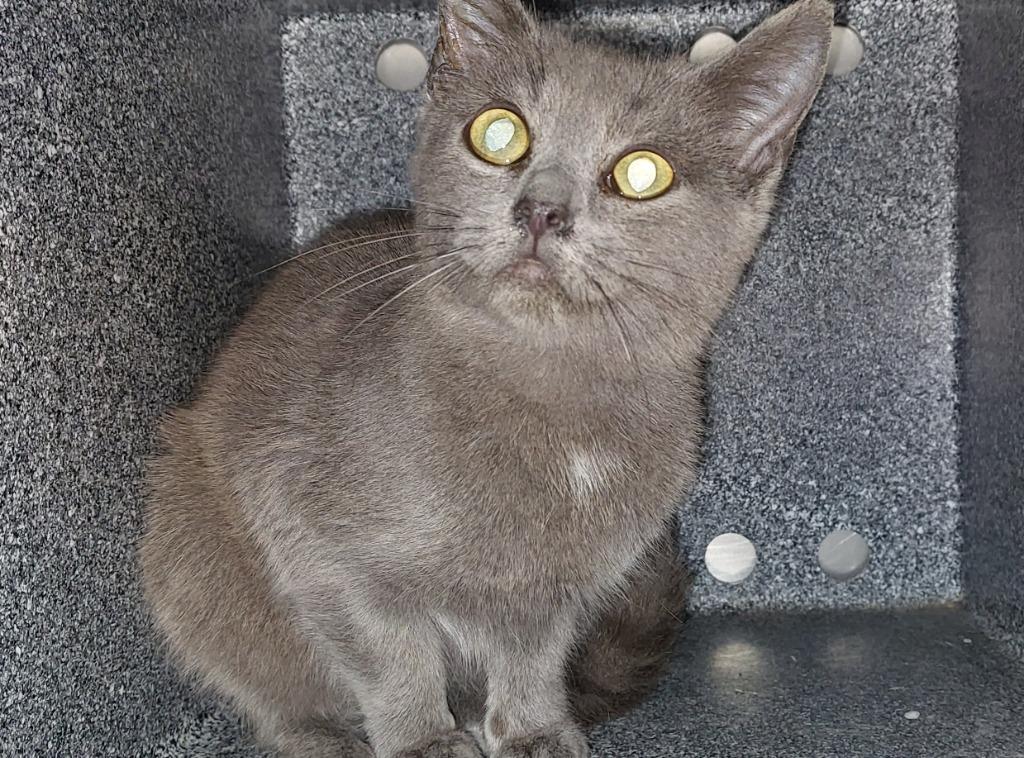 Enlarge Kitton, a Adoptable mixed breed in Mocksville, NC image 1/1