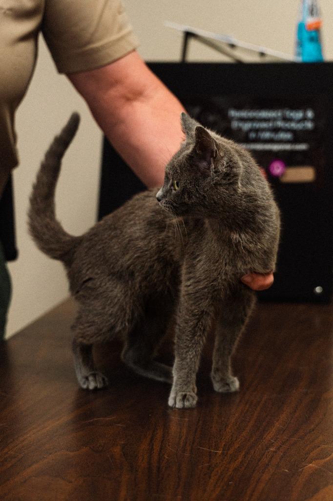 Enlarge Kitton, a Adoptable mixed breed in Mocksville, NC image 2/6