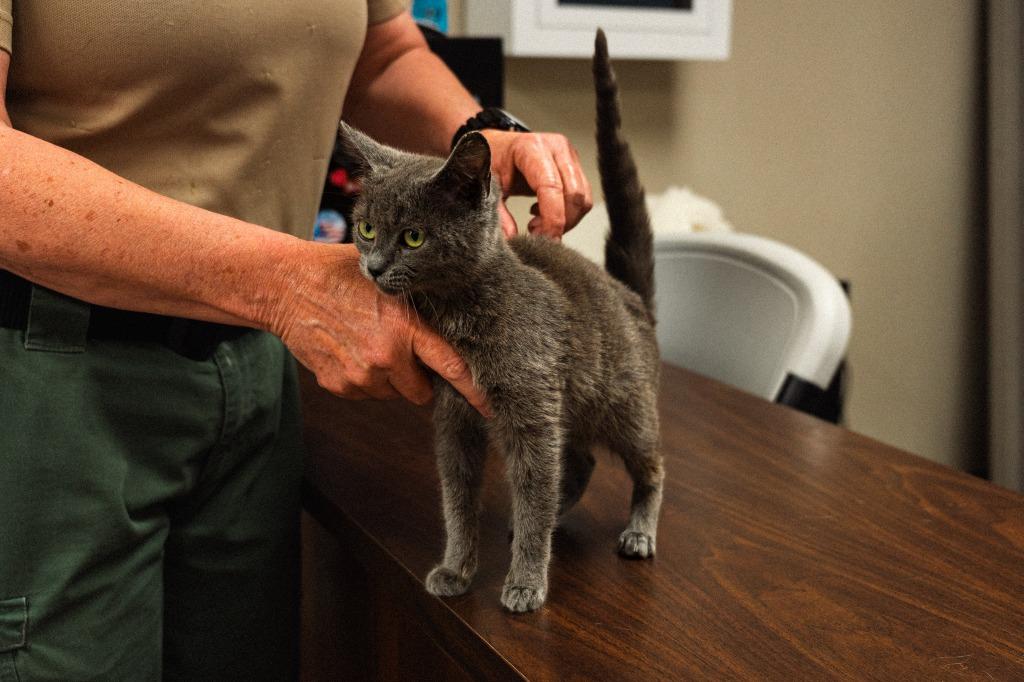 Enlarge Kitton, a Adoptable mixed breed in Mocksville, NC image 3/6