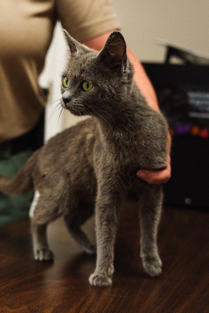 Enlarge Kitton, a Adoptable mixed breed in Mocksville, NC image 4/6