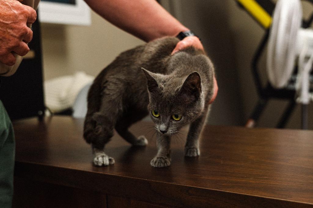 Enlarge Kitton, a Adoptable mixed breed in Mocksville, NC image 5/6