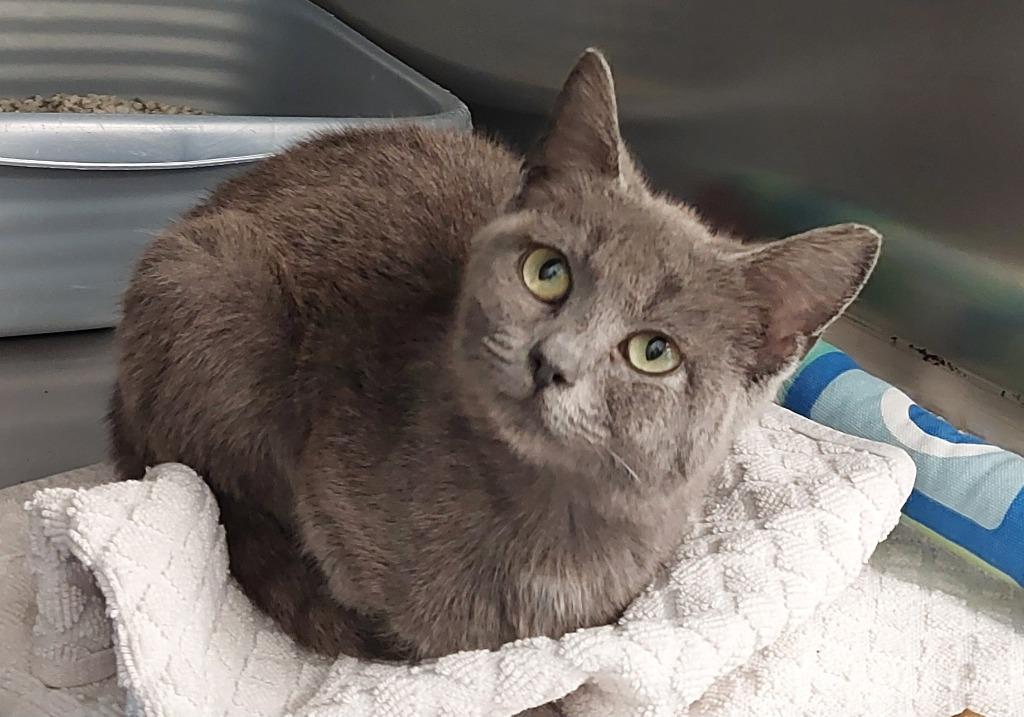 Enlarge Kitton, a Adoptable mixed breed in Mocksville, NC image 6/6