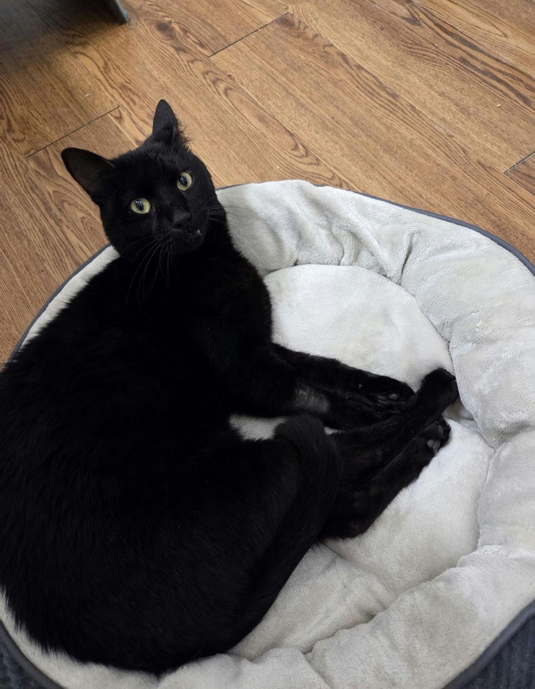 Lindor, Young Male Domestic Short Hair