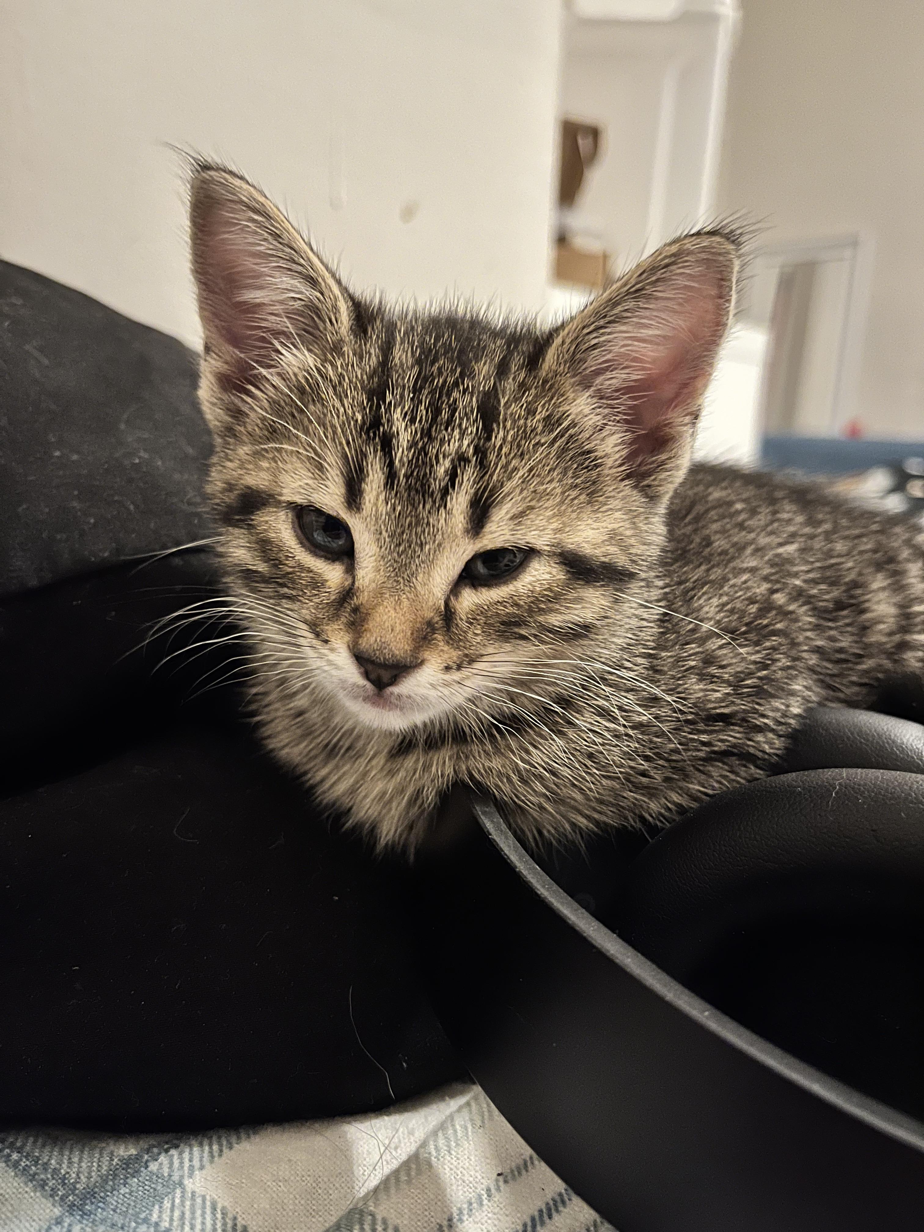 LOVEY, a Adoptable Domestic Short Hair in Tillsonburg, ON image 4/6