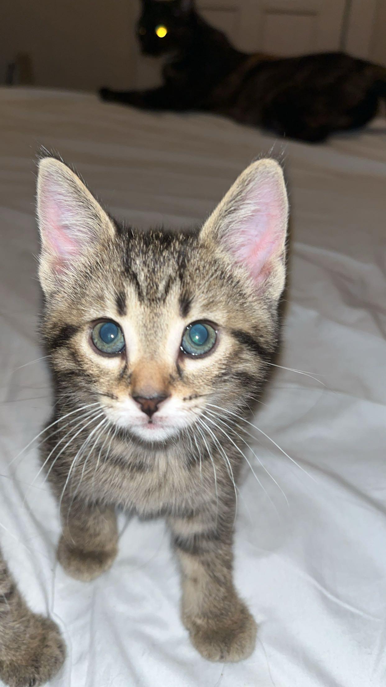 LOVEY, a Adoptable Domestic Short Hair in Tillsonburg, ON image 2/6