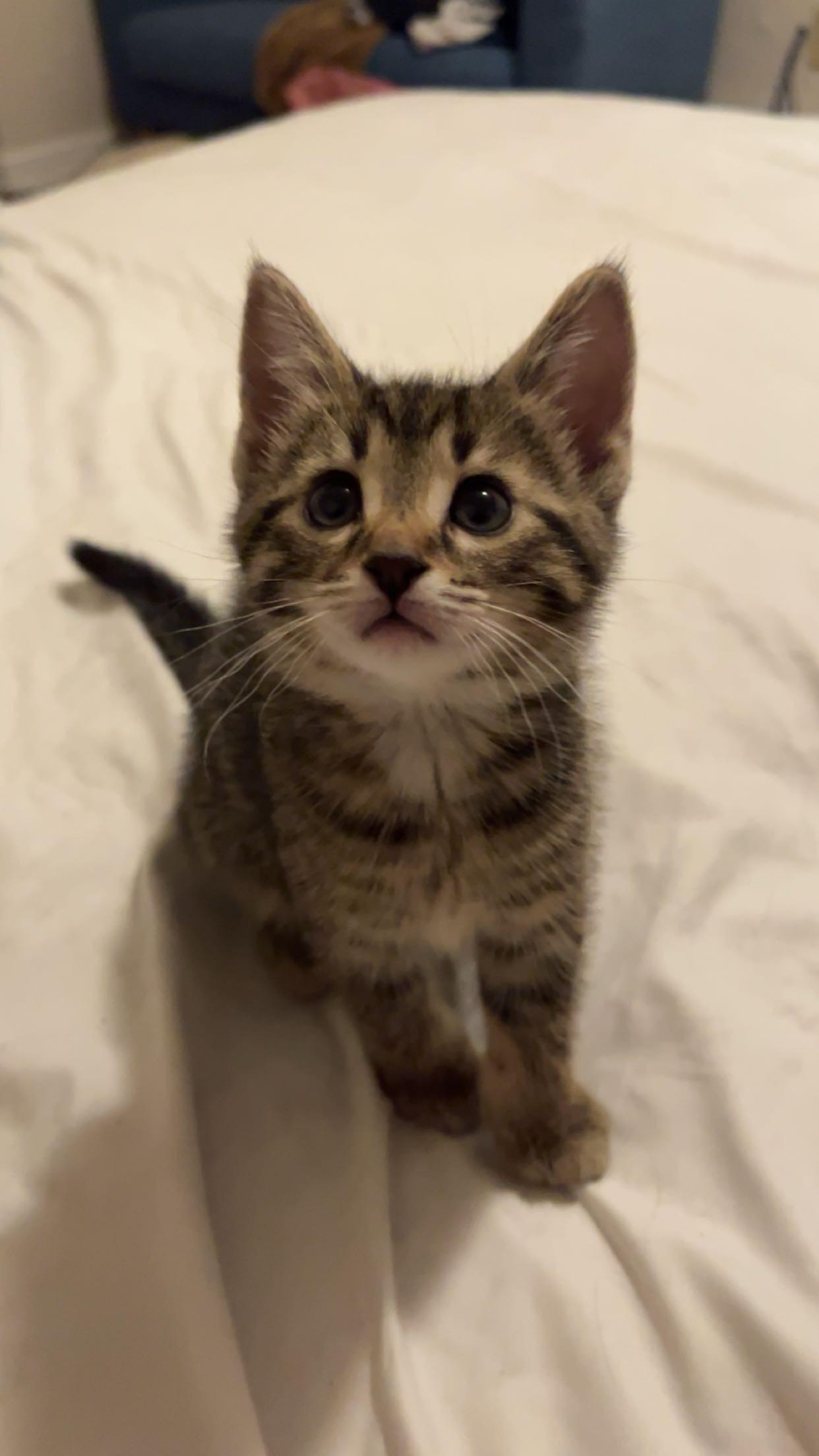 LOVEY, a Adoptable Domestic Short Hair in Tillsonburg, ON image 1/6