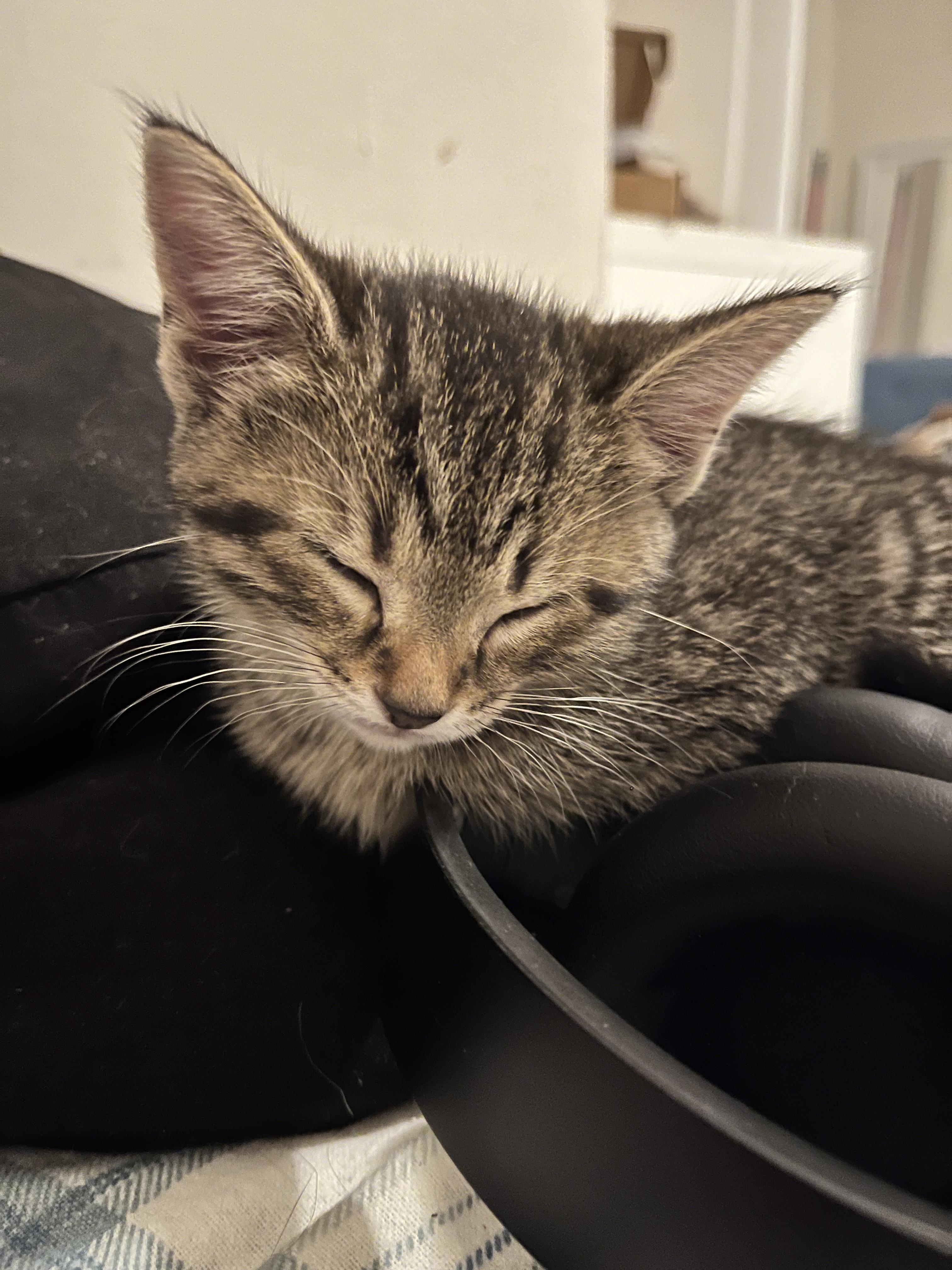 LOVEY, a Adoptable Domestic Short Hair in Tillsonburg, ON image 5/6