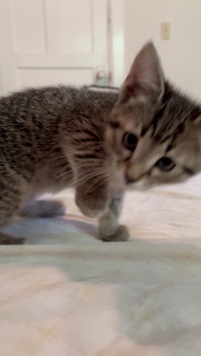 Enlarge LOVEY, a Adoptable Domestic Short Hair in Tillsonburg, ON video 6/6