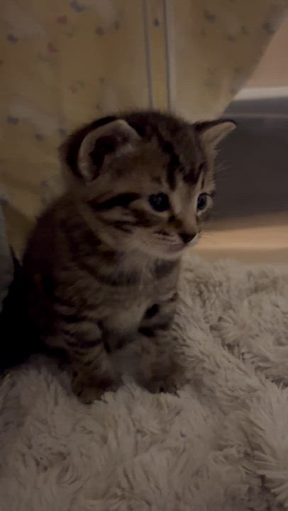 Enlarge LOVEY, a Adoptable Domestic Short Hair in Tillsonburg, ON video 3/6