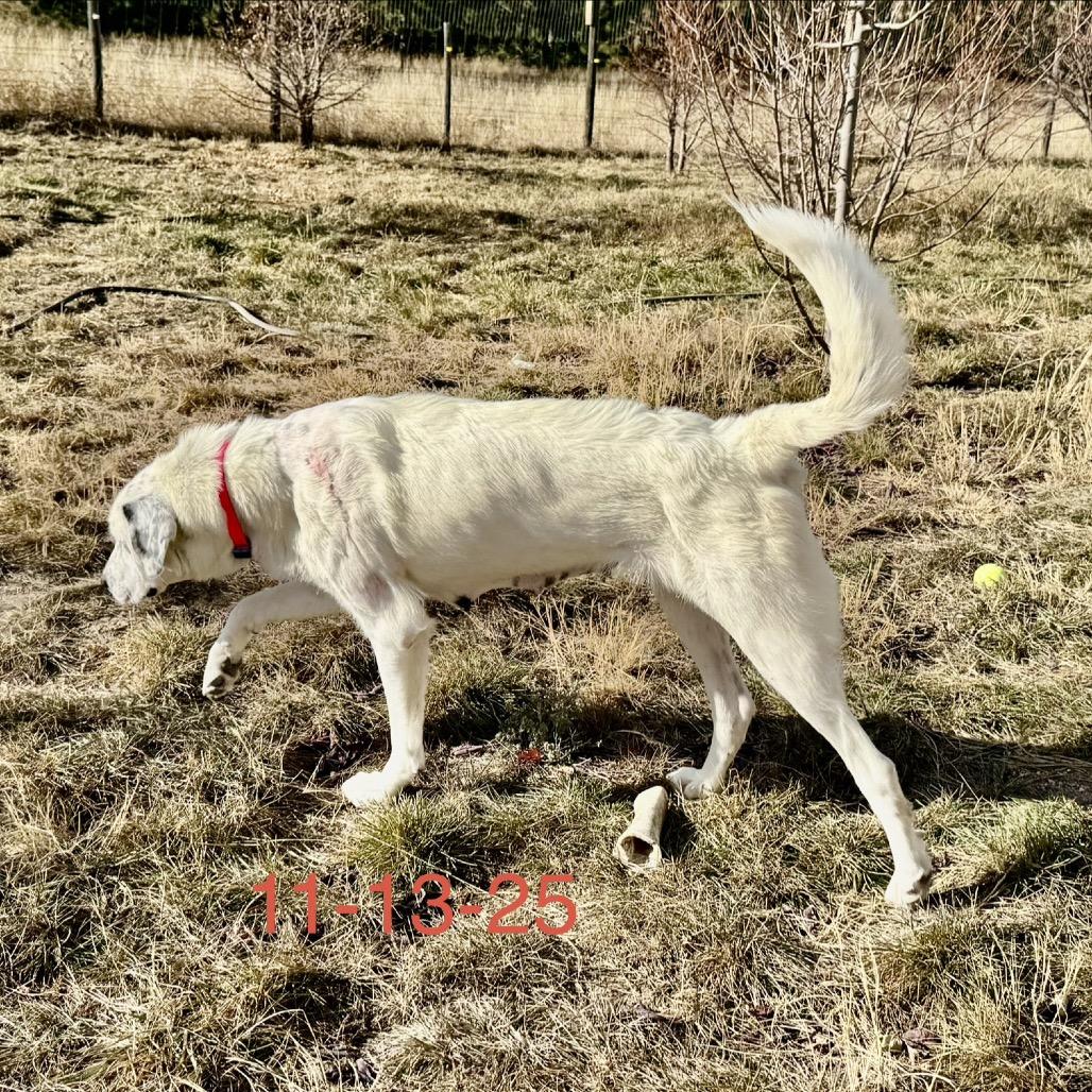 Queen, a Adoptable Mixed Breed in Cheyenne, WY image 3/6