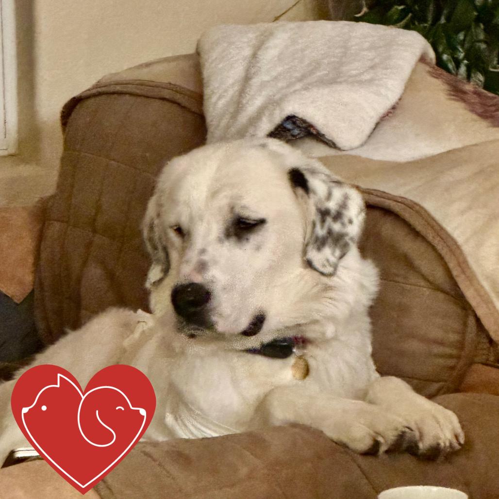 Queen of Hearts, a Adoptable Mixed Breed in Cheyenne, WY image 1/6