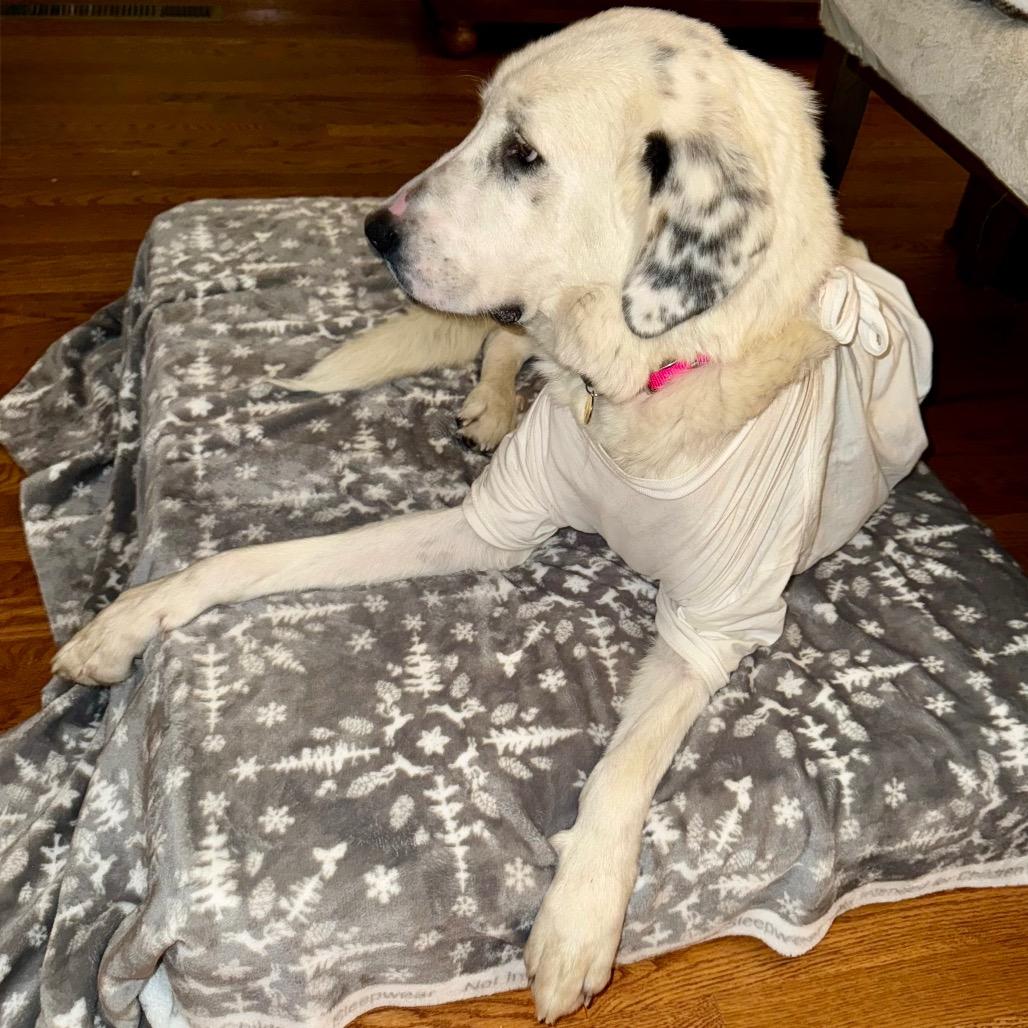 Queen of Hearts, a Adoptable Mixed Breed in Cheyenne, WY image 2/6