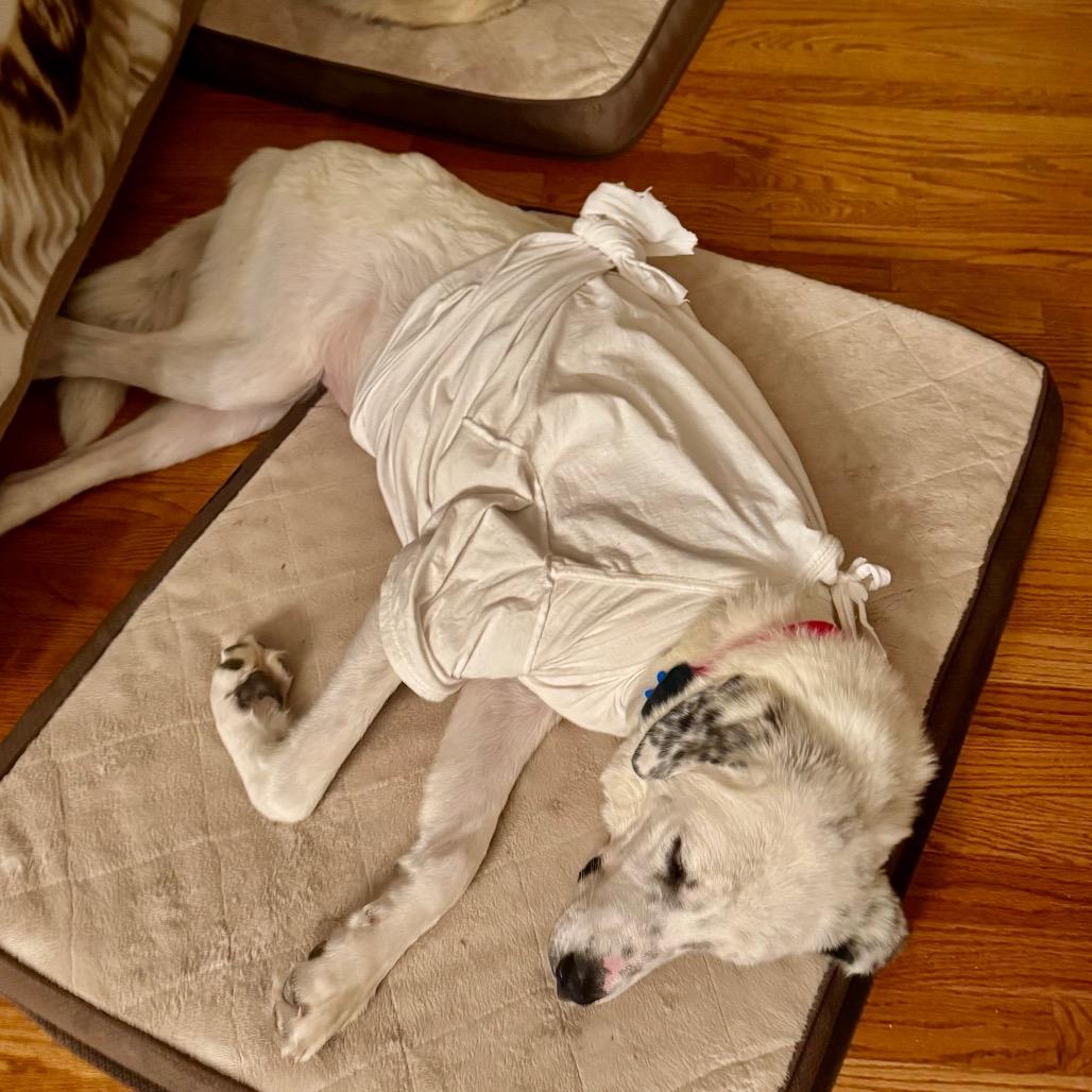 Queen, a Adoptable Mixed Breed in Cheyenne, WY image 6/6